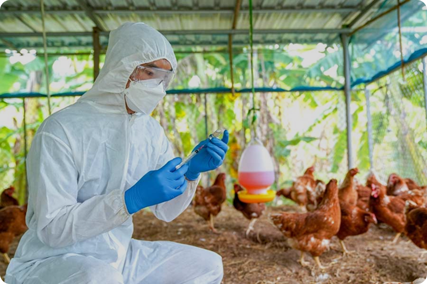 Bird Flu 2025 virus illustration