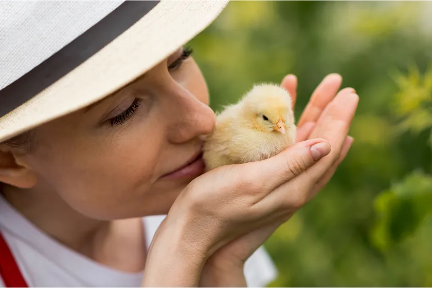 Bird flu symptoms in humans and animals explained. Learn key avian influenza human symptoms and early signs. Act fast, protect your health today.