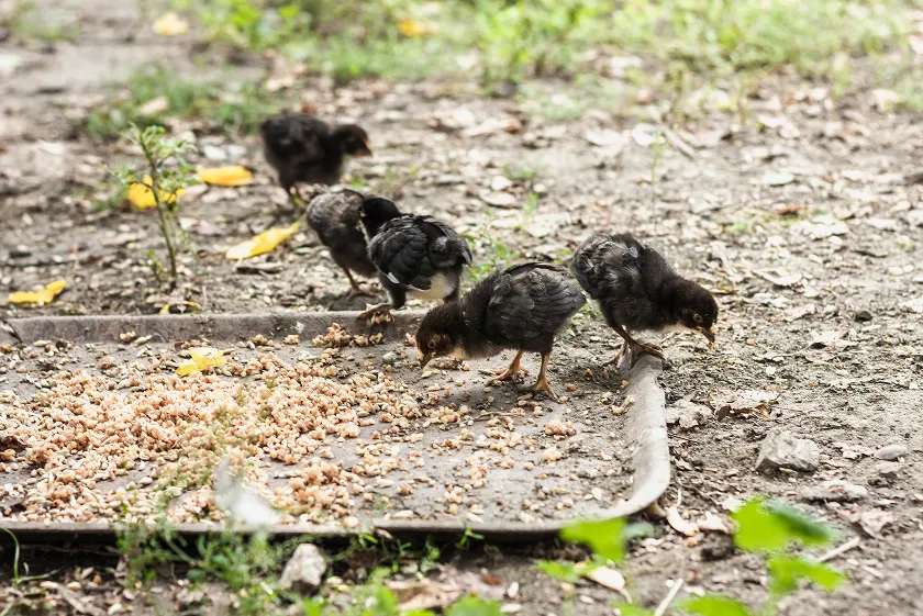 Bird flu symptoms in humans and animals explained. Learn key avian influenza human symptoms and early signs. Act fast, protect your health today.