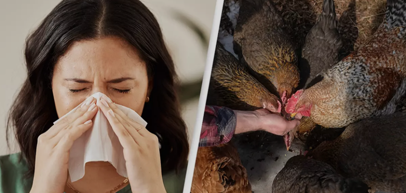 Bird Flu 2025 virus illustration