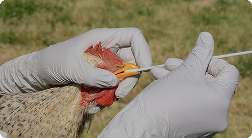 Bird Flu 2025 virus illustration