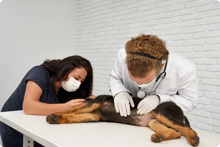 Veterinarian examining dog for pet dander allergy with owner's assistance